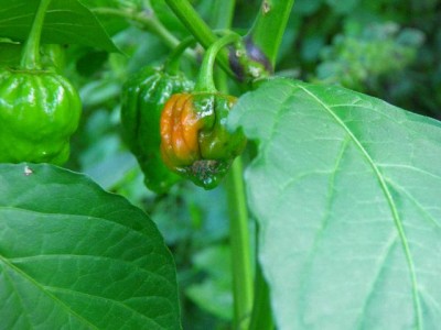 reifende Bhut.jpg