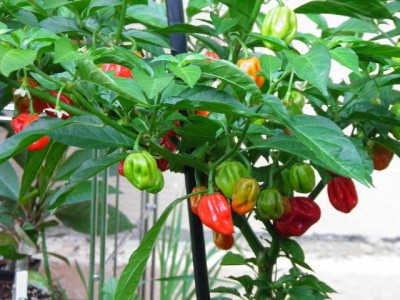reife Habaneros scharf.jpg