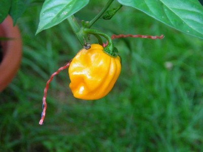 milde Habanero Frucht.jpg