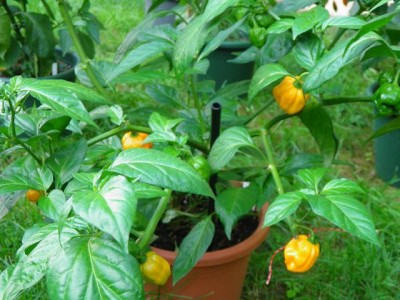 reife Habaneros mild.jpg
