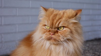 DSC02077 (Groß).JPG