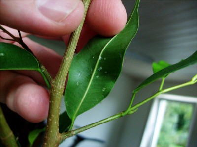Blatt Rückseite 3.jpg