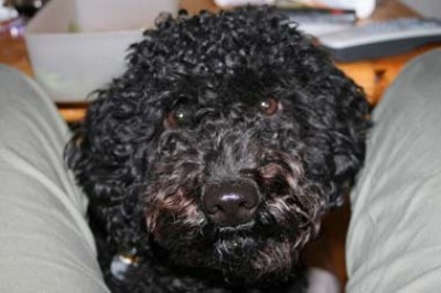 balou.jpg