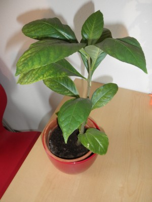 Baobab.jpg