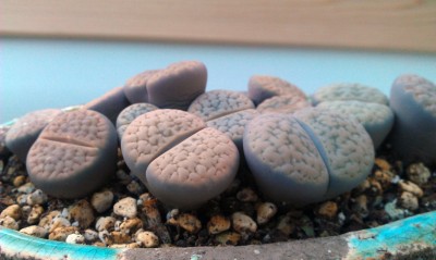 IMAG0712.jpg