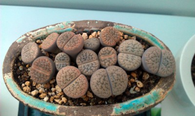 IMAG0713.jpg