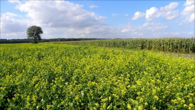 2011-09-14 519coma.jpg