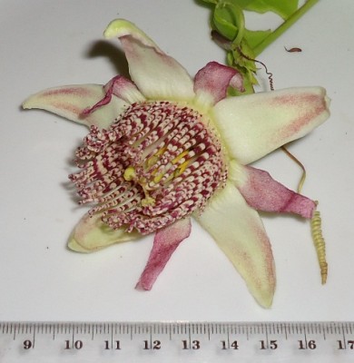 Passiflora tiliifolia, 2011.09.18., DSC09095.JPG