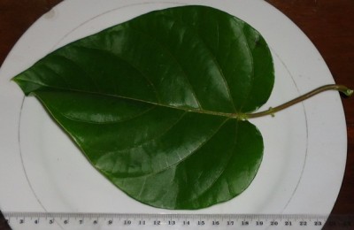 Passiflora tiliifolia, 2011.09.18., DSC09094.JPG