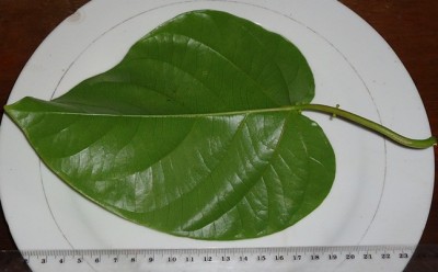 Passiflora tiliifolia, 2011.09.18., DSC09092.JPG