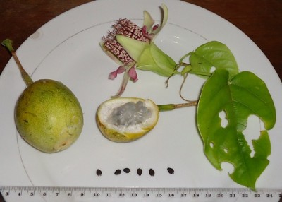 Passiflora tiliifolia, 2011.09.18., DSC09090.JPG