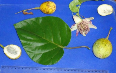 Passiflora tiliifolia, 2011.09.18., DSC09084.JPG