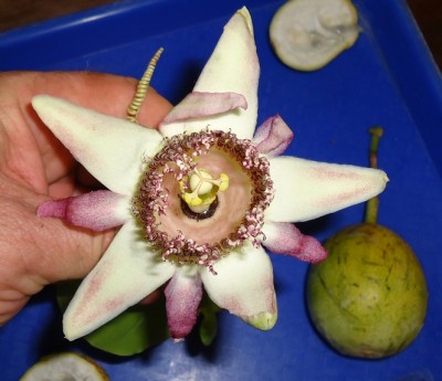 Passiflora tiliifolia, 2011.09.18., DSC09082.JPG