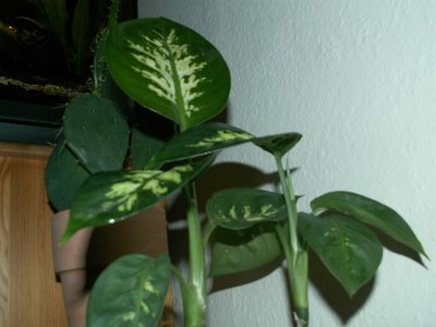 Rose von Jericho 035.jpg