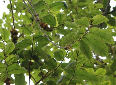 Wer kennt diese 60. Pflanze von Ecuador? Castilla elastica