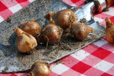 2548-Schneegloeckchen-Zwiebeln.jpg