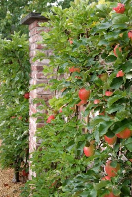 2556-Spalier-Obst-fuer-enge-Gartenbereiche.jpg