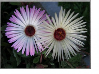 Mittagsblumen.JPG