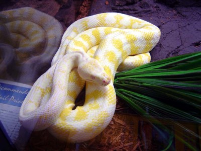 albino1000.jpg