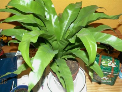 Rose von Jericho 034.jpg