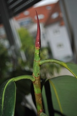 DSC_0303.JPG