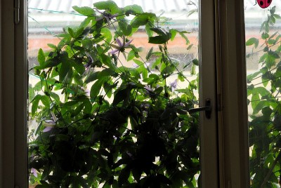 dsc_7968_P_amethyst.jpg