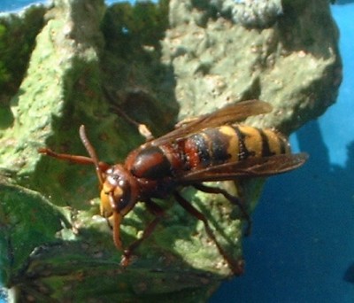 DSCF0157.JPG