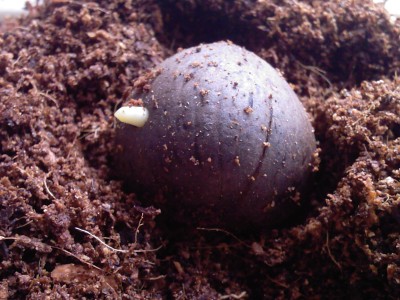 Jubaeopsis caffra 18.09.11.jpg