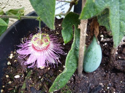 menispermifolia.jpg