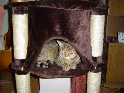 Kitty ist wieder da! (2).jpg