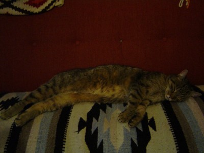 Kitty ist wieder da!.jpg