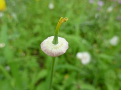 Ratsel 2 (640x480).jpg