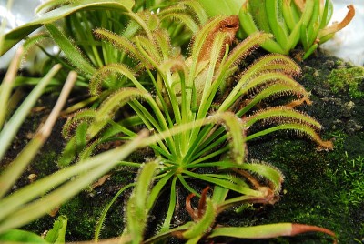 dsc_8001_D_capensis.jpg