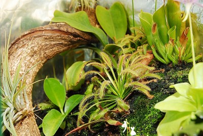 dsc_8003_Terrarium.jpg