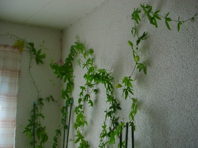 DSC00009.JPG
