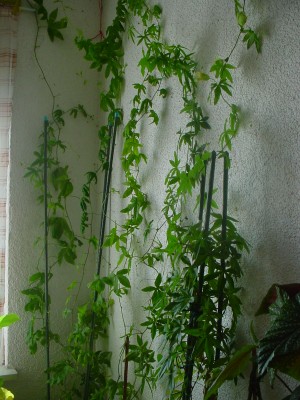 DSC00008.JPG