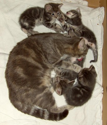 Griese mit Babies5403.jpg