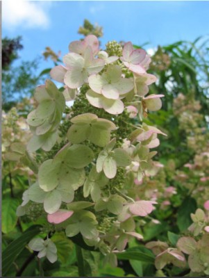 hortensie.jpg
