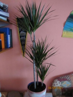 Dracaena Aldi.JPG