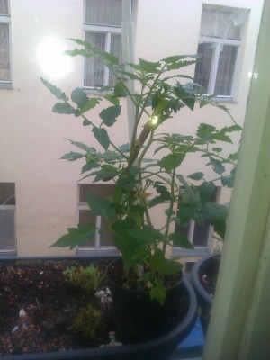 Tomaten.jpg