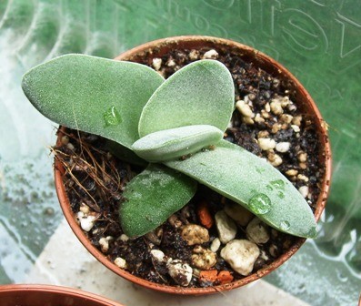 Crassula.JPG