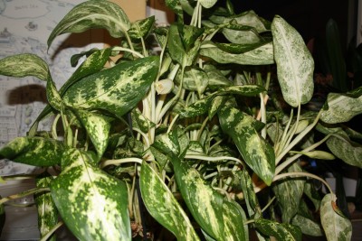 Kolbenfaden (Aglaonema).jpg