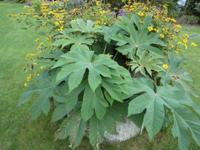 05.September 2011 (56)_800x800_300KB.jpg