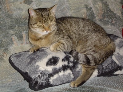 unsere 4 Monate lang vermisste Kitty.jpg