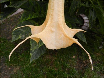 Grazie var ältere Blüte.jpg