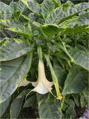 Grazie Blüte mit Laub.jpg