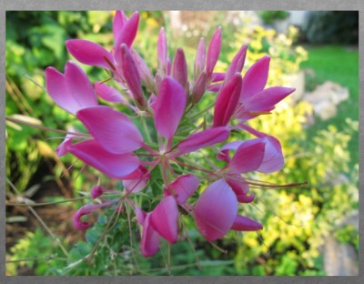 Spinnenblume.jpg