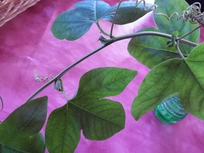 unbekannte Passi_1.jpg