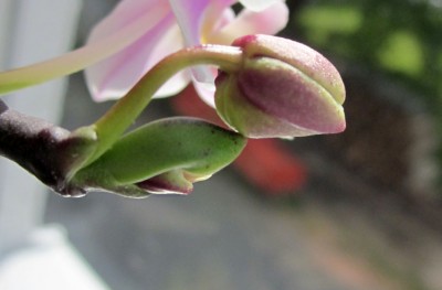 Komisches Blatt_0607.jpg