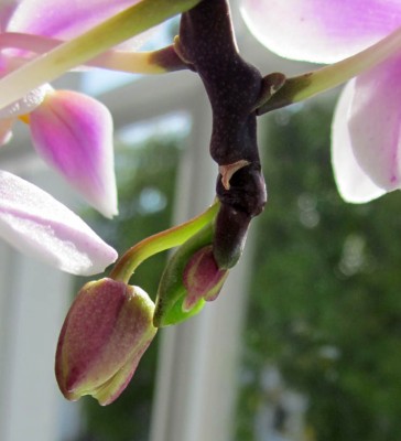 komisches Blatt_0606.jpg